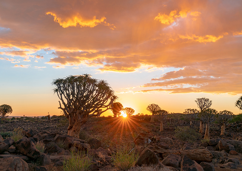 forêt désertique coucher de soleil Namibie