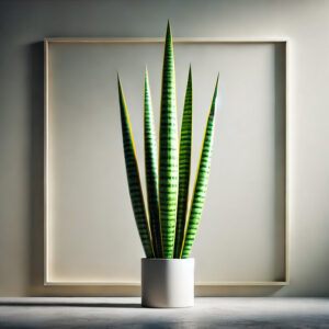 sansevieria (Langue de belle-mère)